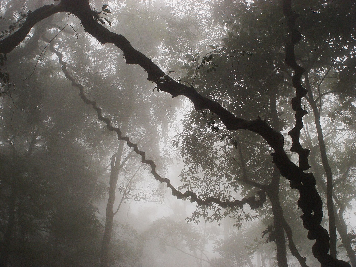 Misty forest in Ba Vi National Park