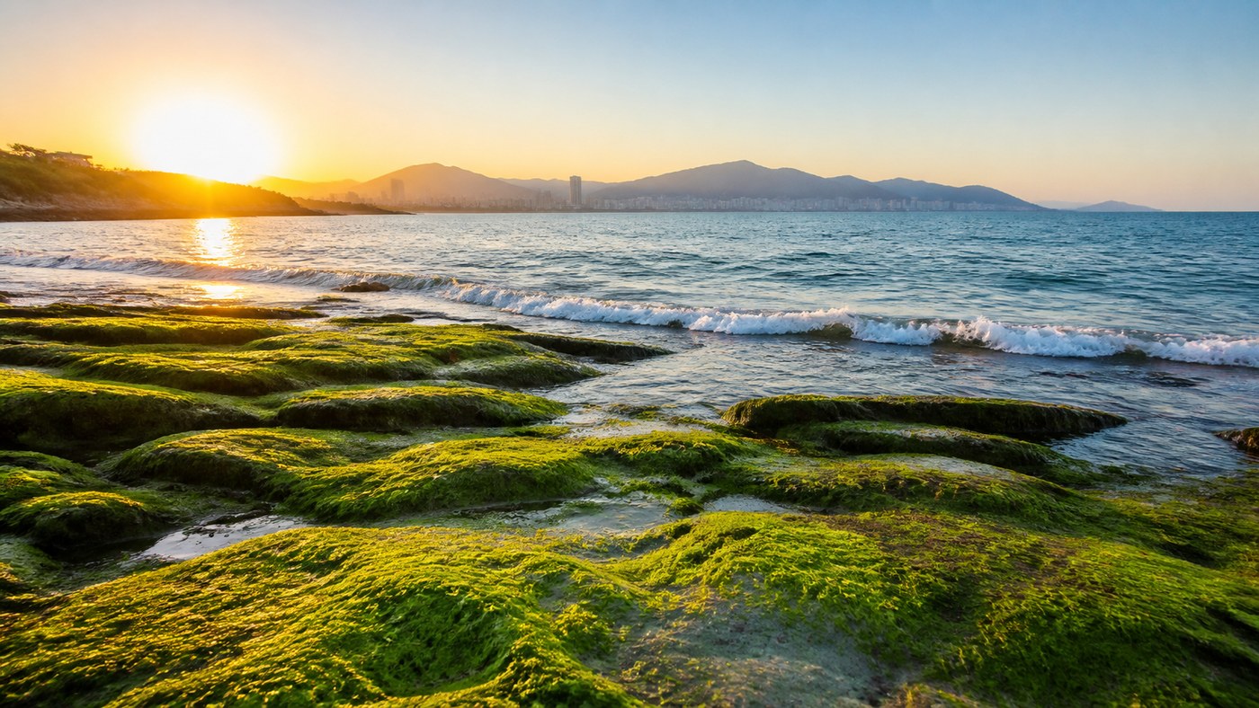Thảm rêu xanh trên đá ven biển Nha Trang khi thủy triều rút