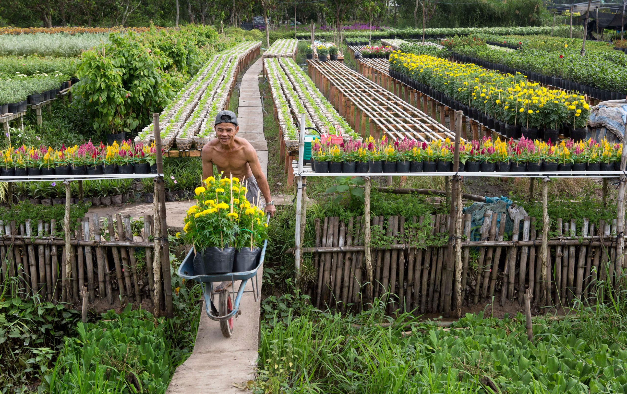Người nông dân đẩy xe hoa trong vườn hoa Sa Đéc