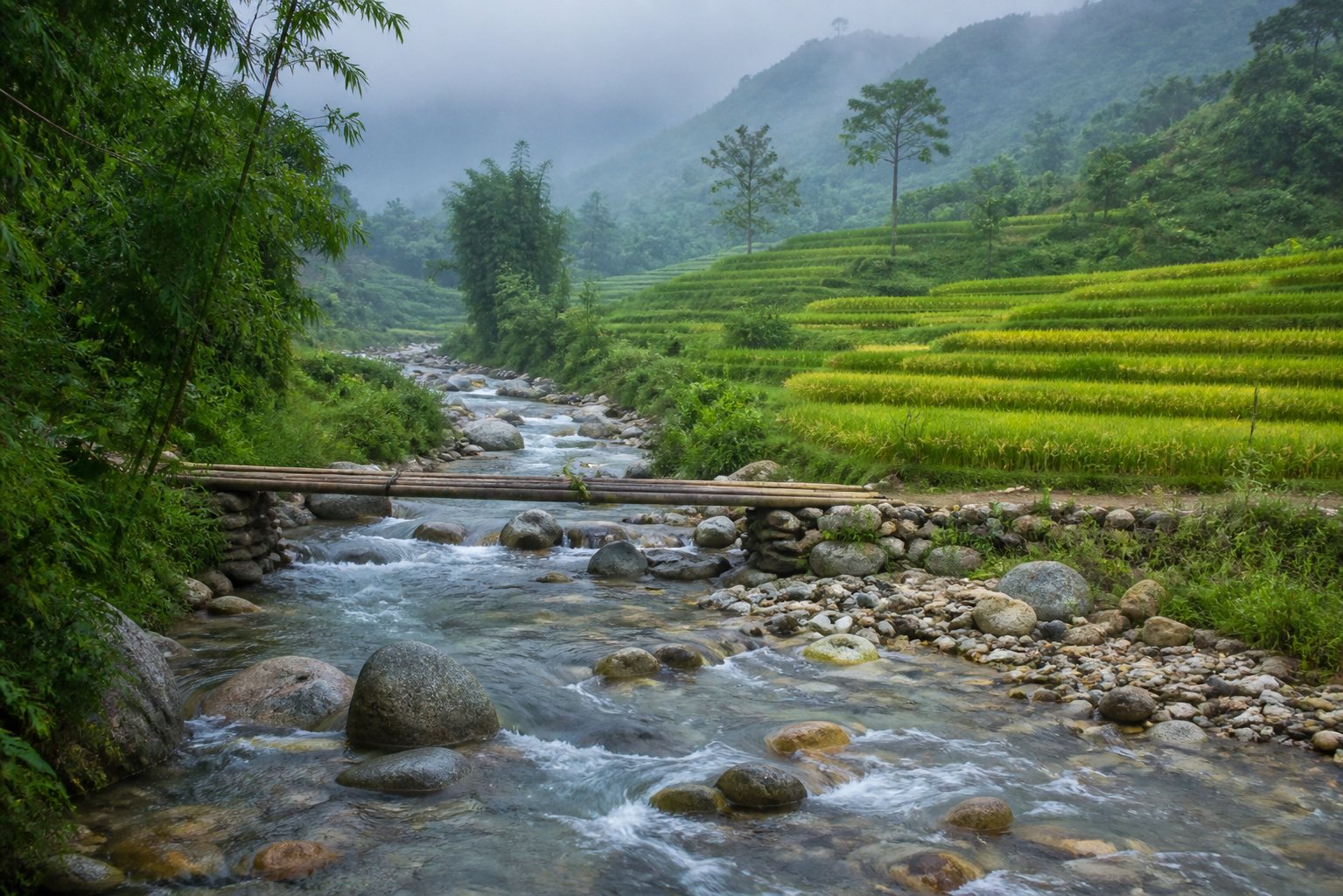Dòng suối miền núi chảy bên ruộng bậc thang ở miền Bắc