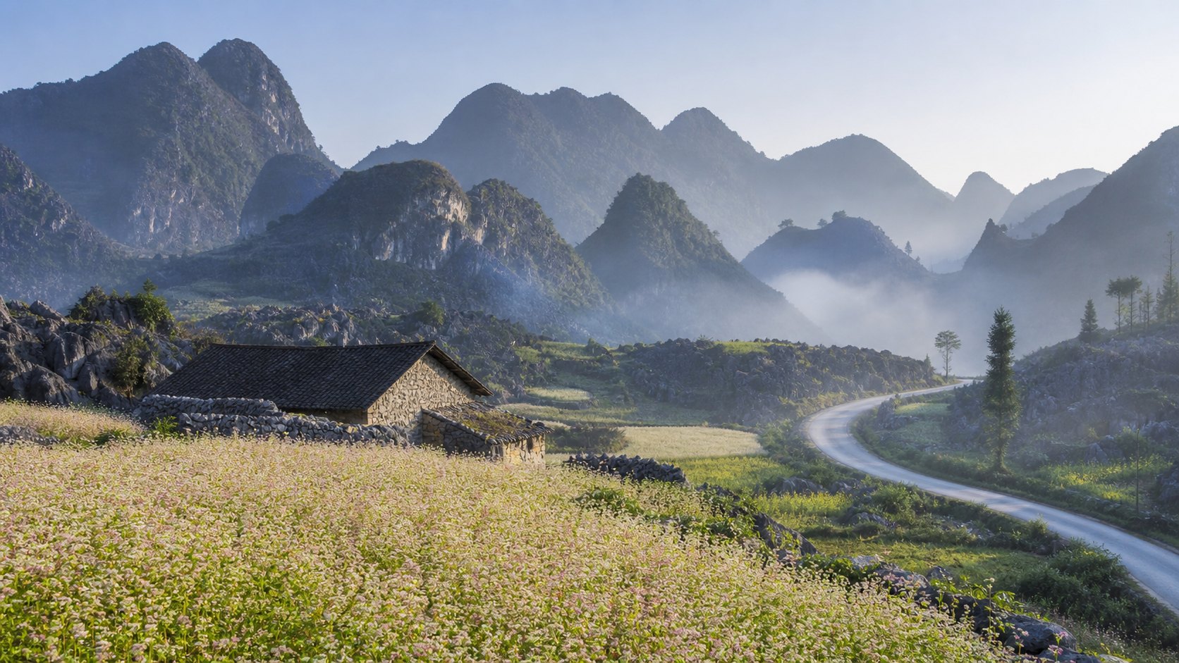Hoa tam giác mạch nở bên núi đá Đồng Văn trong tháng 10