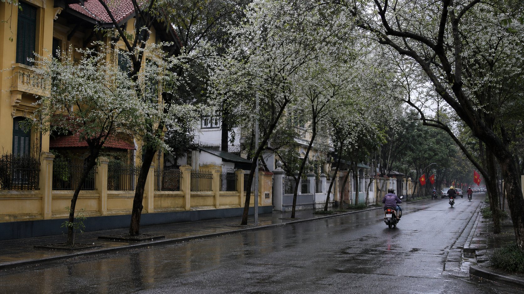 Đường phố Hà Nội dưới tán hoa sưa trắng trong mưa xuân